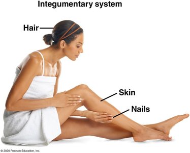 Integumentary system showing hair, skin, and nails