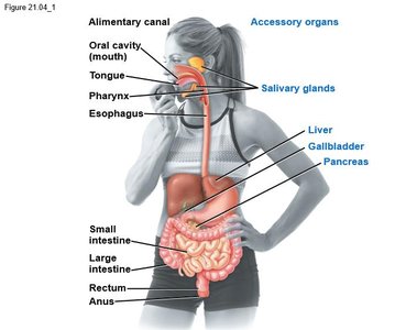 Digestive system with labeled alimentary canal and accessory organs