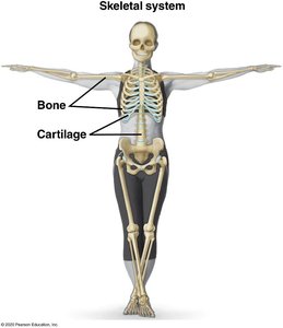 Skeletal system showing bones and cartilage