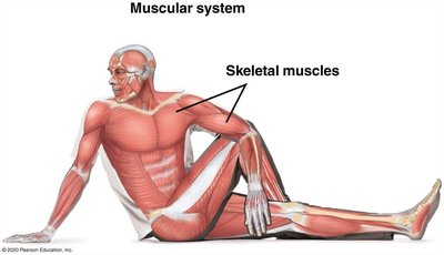 Muscular system showing skeletal muscles