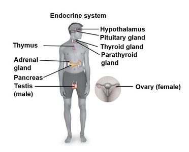 Endocrine system with labeled glands