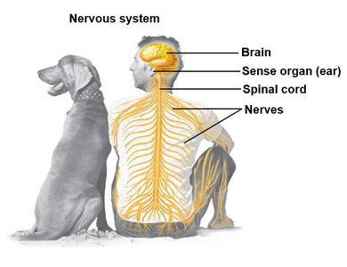 Nervous system showing brain, spinal cord, nerves, and sense organ