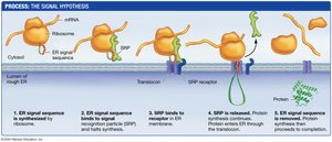 The signal hypothesis for protein targeting to the ER