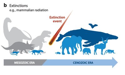 Extinction event leading to mammalian radiation