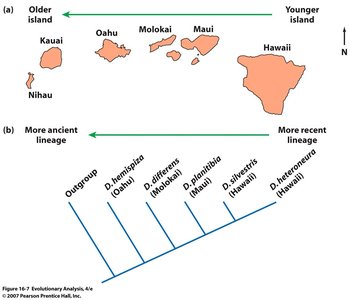 Map and phylogeny of Hawaiian islands and Drosophila lineages