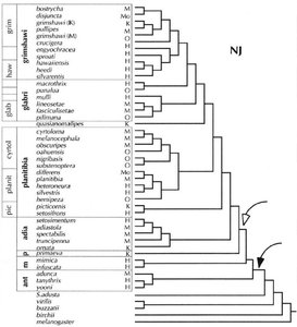 Phylogenetic tree of Hawaiian Drosophila and host plant associations