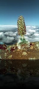 Hawaiian silversword plant