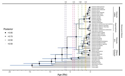 Phylogenetic tree of silversword alliance