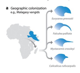 Geographic colonization and diversification of Malagasy vangids