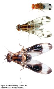 Drosophilid flies showing morphological diversity
