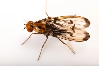Close-up of a Hawaiian Drosophila fly