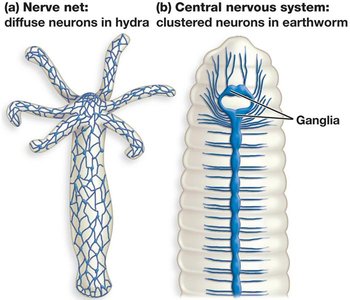 Nervous system organization: nerve net vs. central nervous system