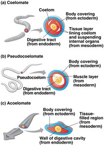 Coelom types: coelomate, pseudocoelomate, acoelomate