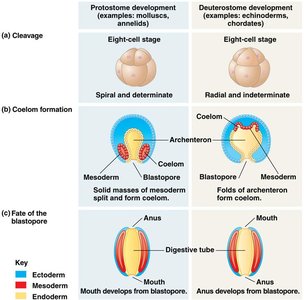 Protostome vs. deuterostome development