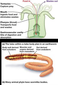 Tube-within-a-tube body plan and sac body plan