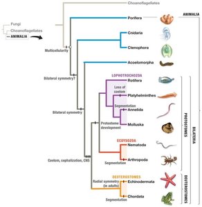 Animal phylogeny tree