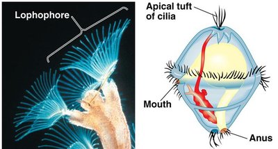 Bilaterian clades: Deuterostomia, Ecdysozoa, Lophotrochozoa