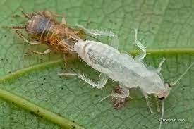 Lophophore and trochophore larva
