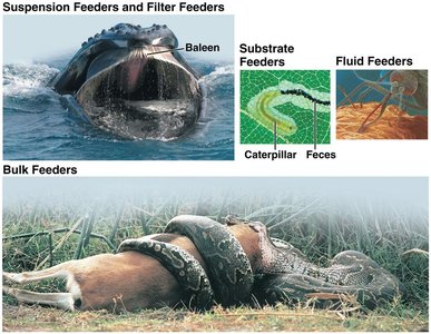 Endoparasites and ectoparasites