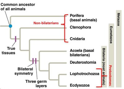 Animal phylogeny showing major groups and evolutionary relationships