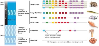 Cambrian explosion and Hox gene diversification