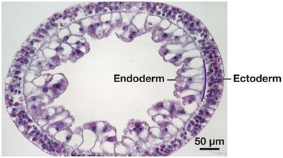 Embryonic tissue layers: ectoderm and endoderm