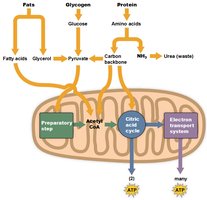 Diagram of the catabolism of fats, glycogen, and proteins to produce ATP