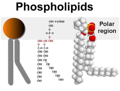Phospholipid structure