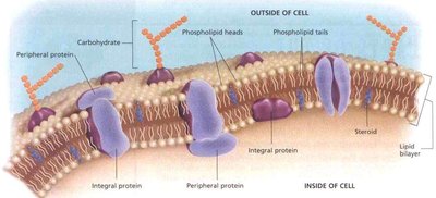 Components of cell membrane