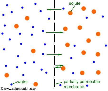 Osmosis across a semi-permeable membrane