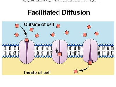 Facilitated diffusion through channel proteins