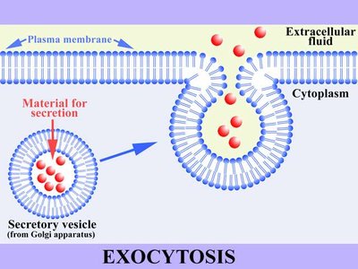 Exocytosis process