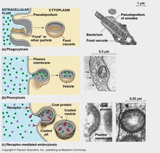 Types of endocytosis: phagocytosis, pinocytosis, receptor-mediated