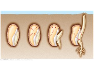 Diagram of gibberellin-induced seed germination