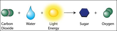 Photosynthesis equation: Carbon dioxide + Water + Light energy → Sugar + Oxygen