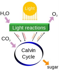 Simplified diagram of light reactions and Calvin cycle