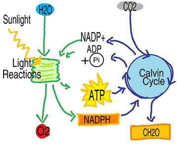 Overview of Calvin cycle and light reactions