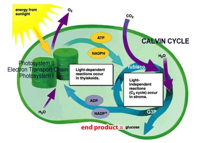 Detailed diagram of Calvin cycle and light reactions
