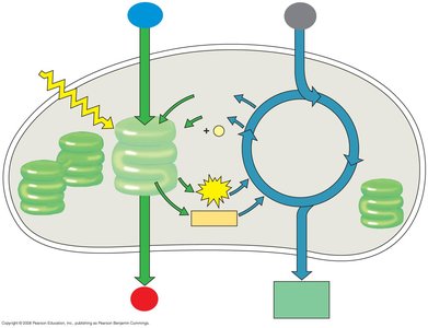 Diagram of a light wave showing amplitude and wavelength