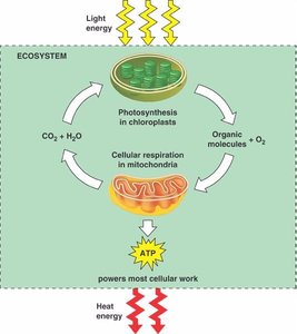 Photosynthesis and cellular respiration cycle in ecosystems