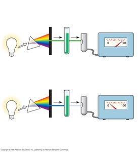 Absorption spectra of photosynthetic pigments