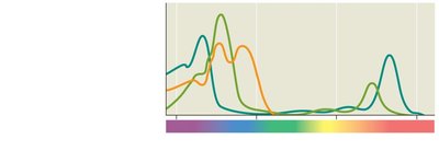 Absorption and action spectra, Engelmann's experiment