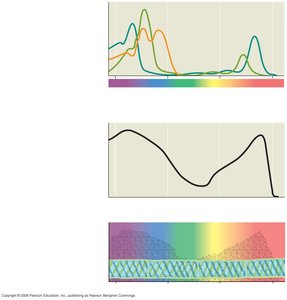 Photosynthesis and cellular metabolism overview