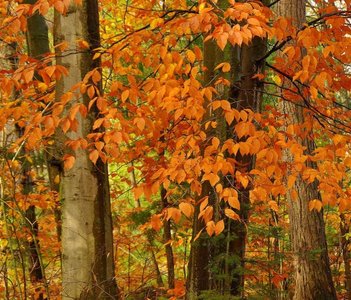 Photosynthetic electron transport chain and Calvin cycle