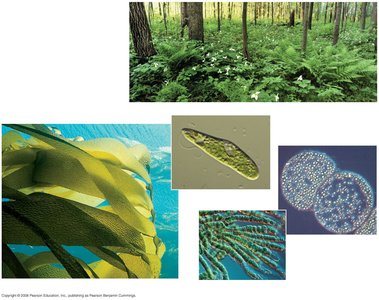 Diversity of photosynthetic organisms: plants, algae, protists, cyanobacteria