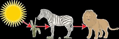 Food chain showing energy flow from sun to plants to animals