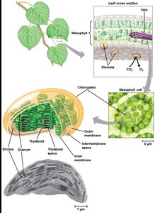 Leaf and chloroplast structure