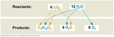 Tracking atoms from reactants to products in photosynthesis