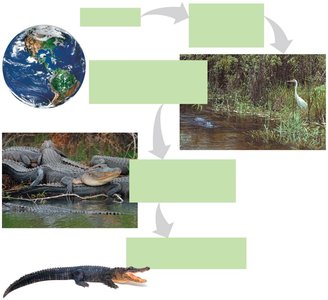Ecological organization from biosphere to organism