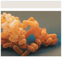 Eubacteria